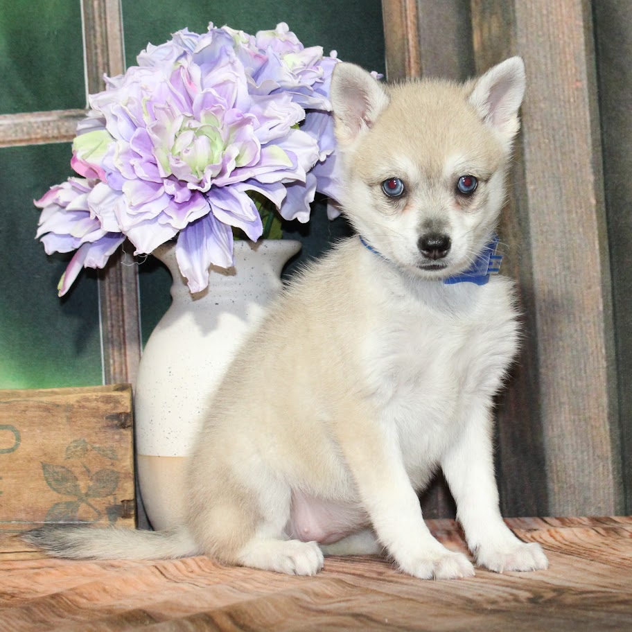 Klee Kai 9114 Girl