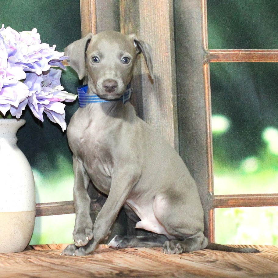 Italian Greyhound 9222 Boy