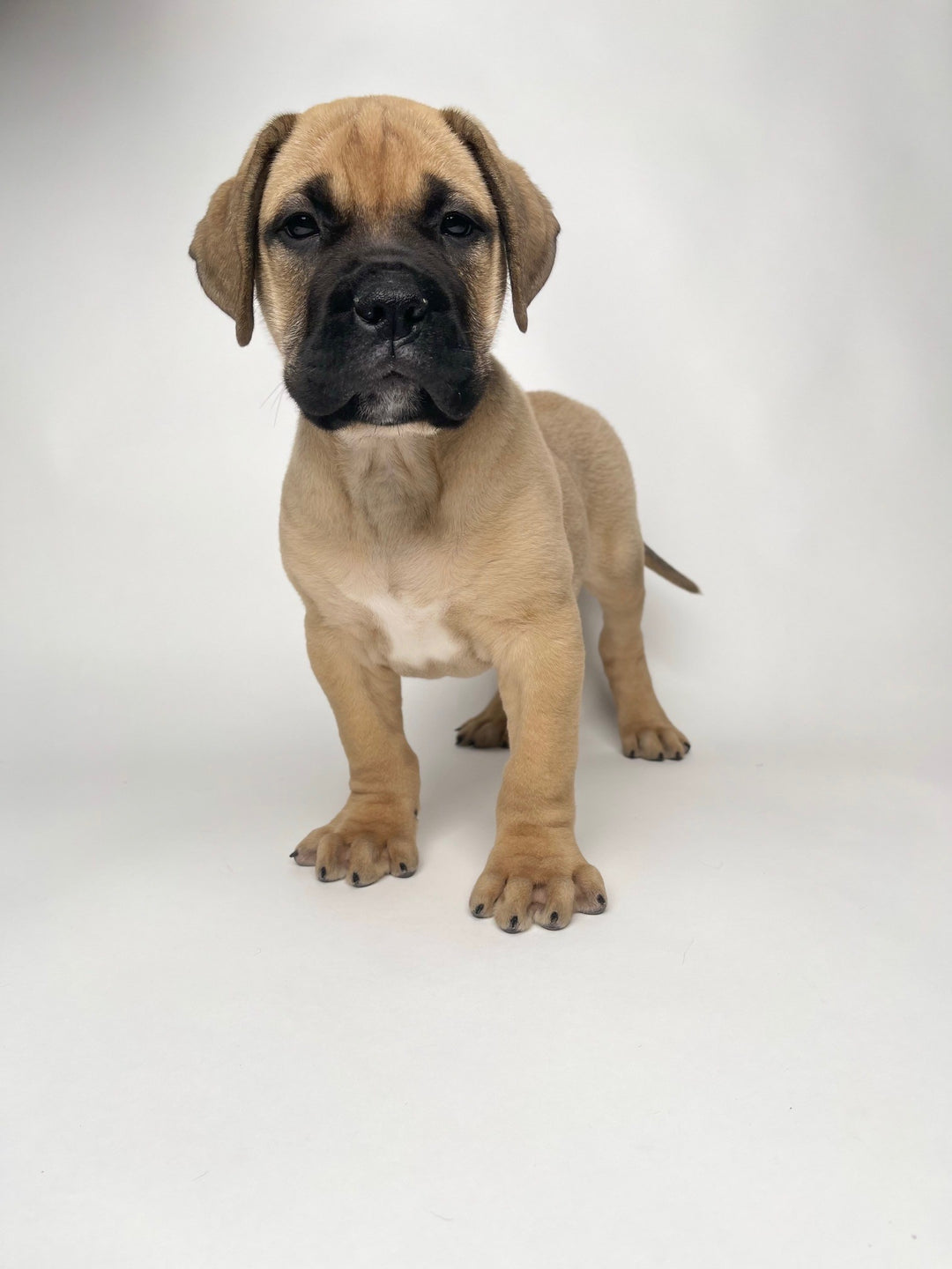 Bullmastiff 8556 Boy