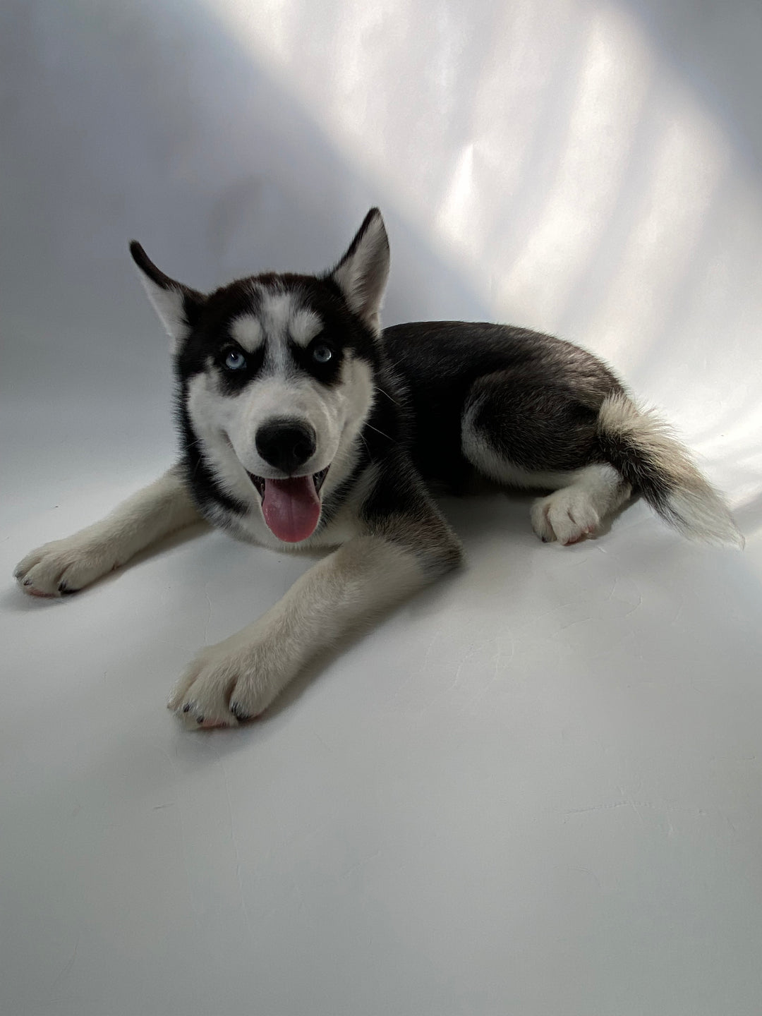 Siberian Husky 8749 Boy