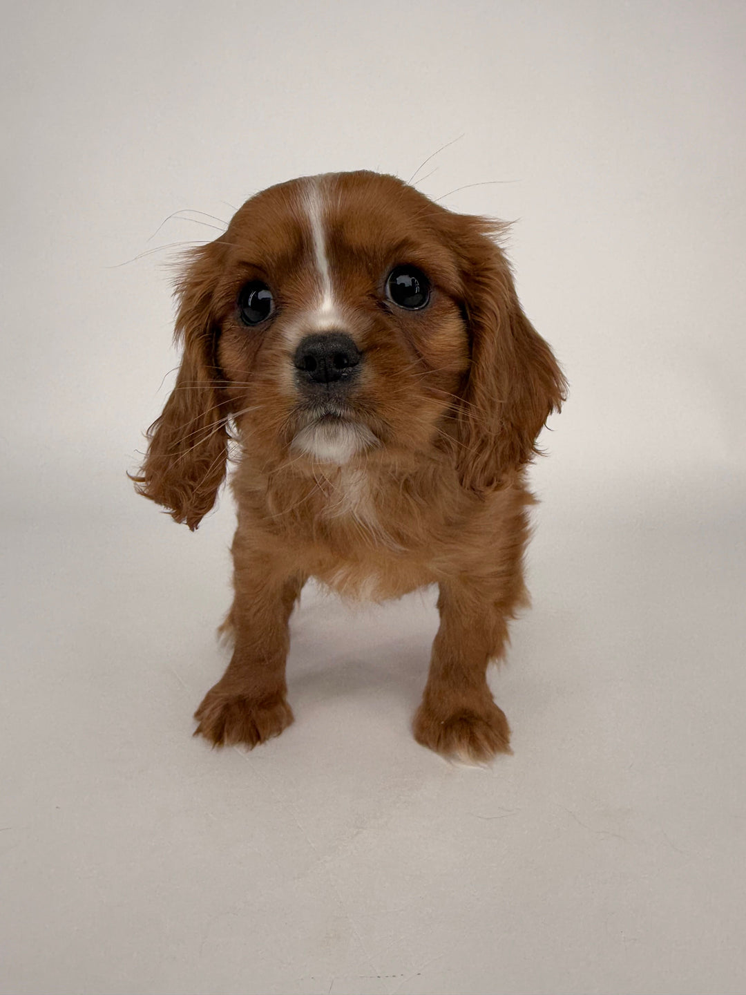 Cavalier King 8574 Boy