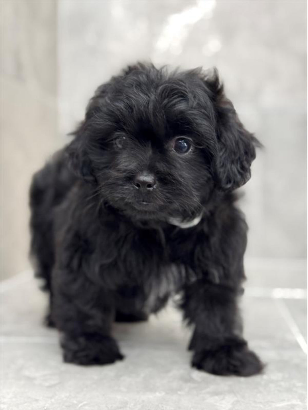 Shizapoo 8025 Boy