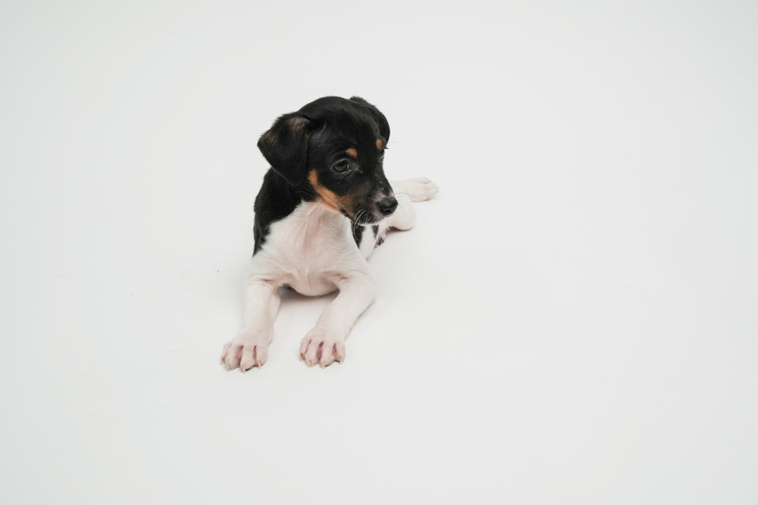 Jack Russell 0301