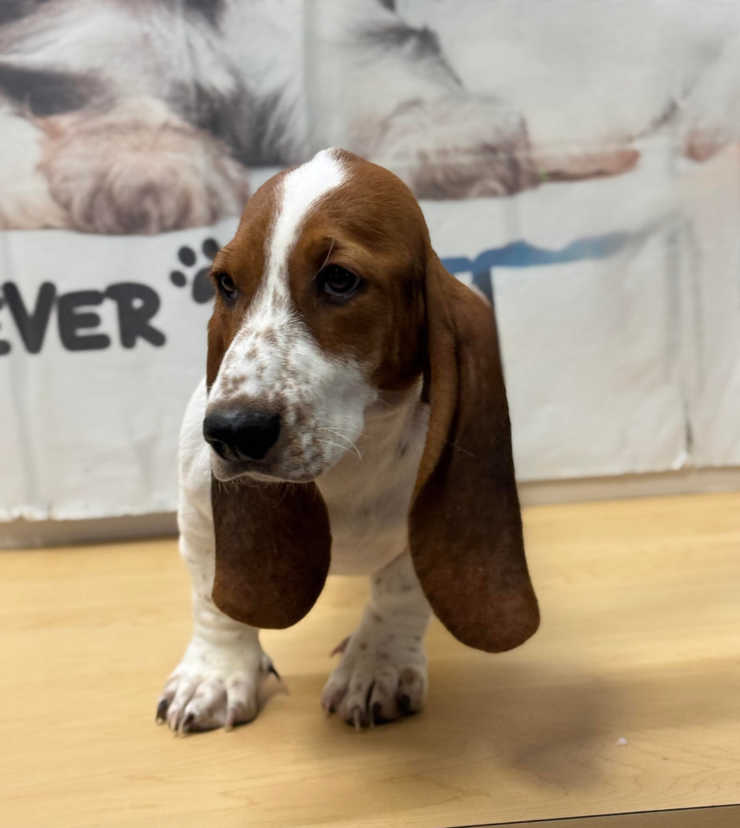Basset 9001 Girl