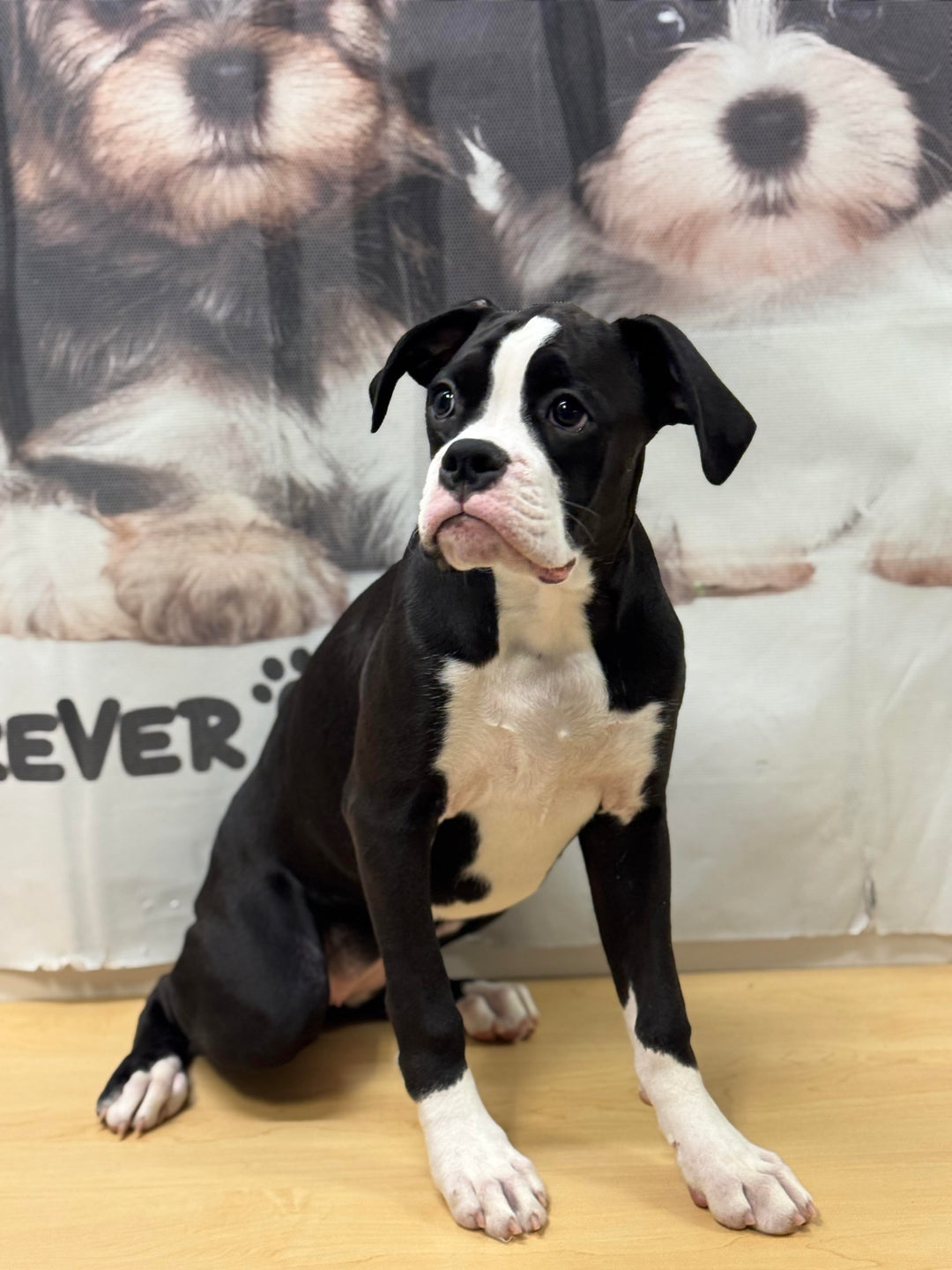 Boxer 9195 Girl