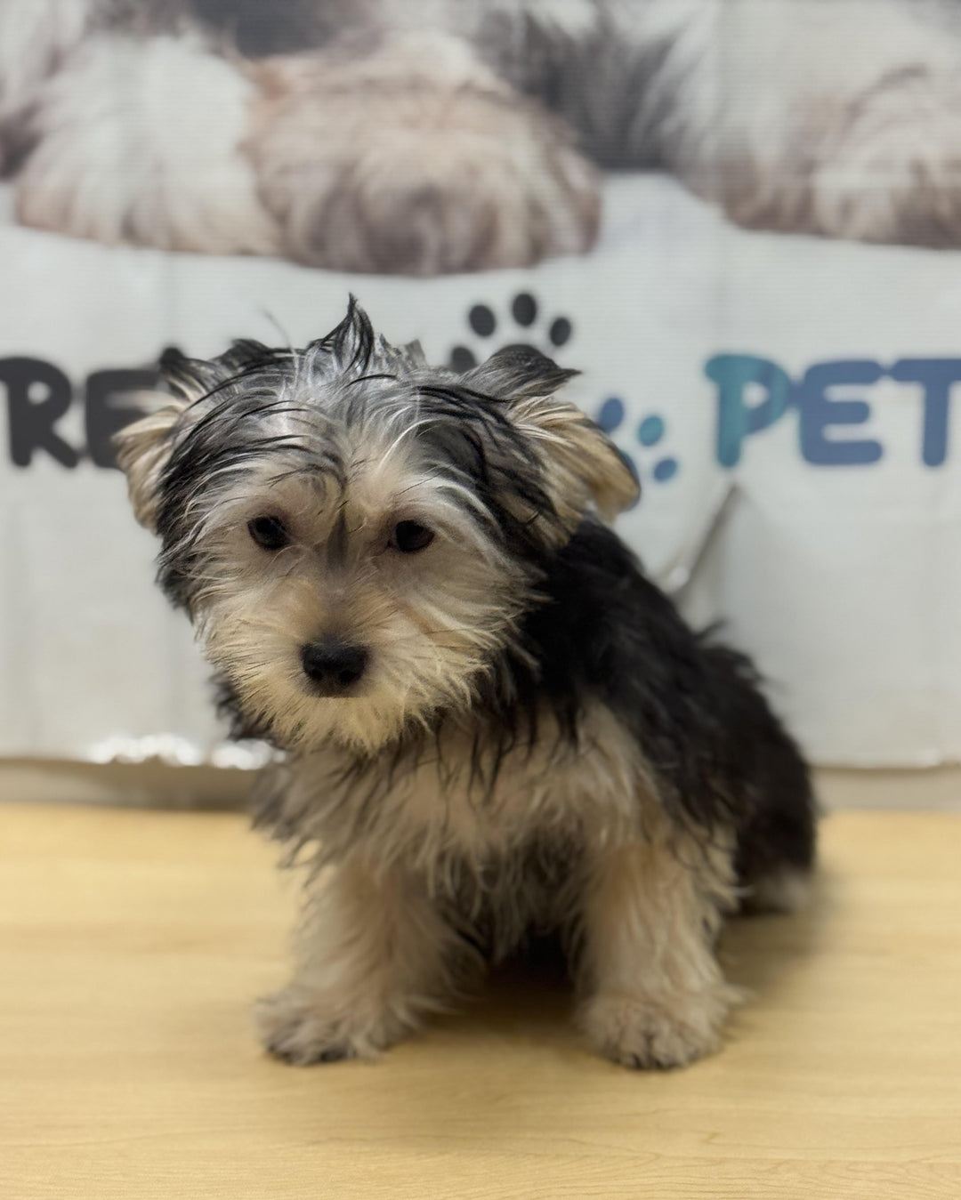Morkie 1423 Boy