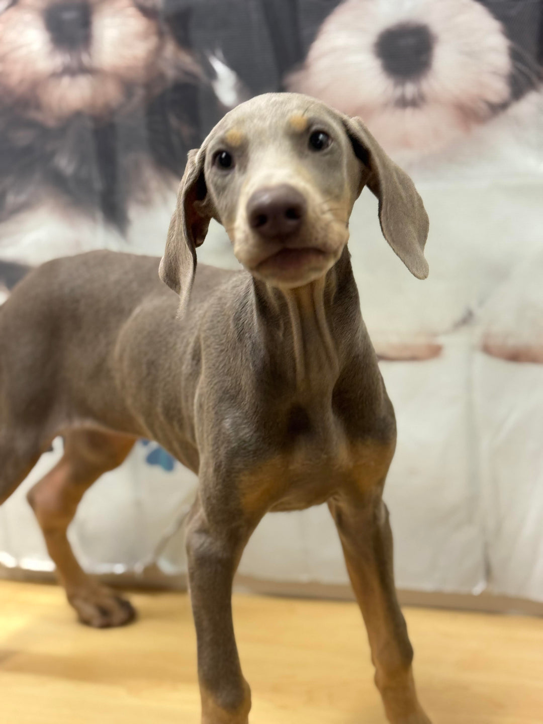 Doberman 1046 Girl