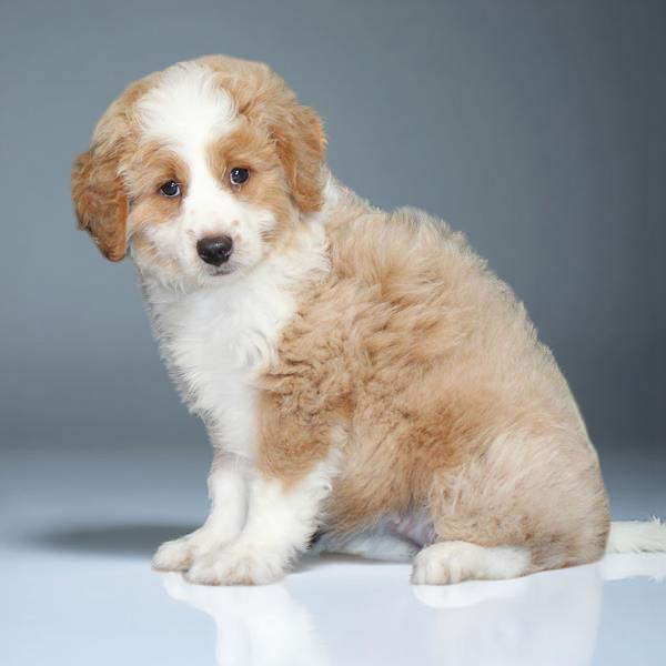 Aussiedoodle 2205 Girl