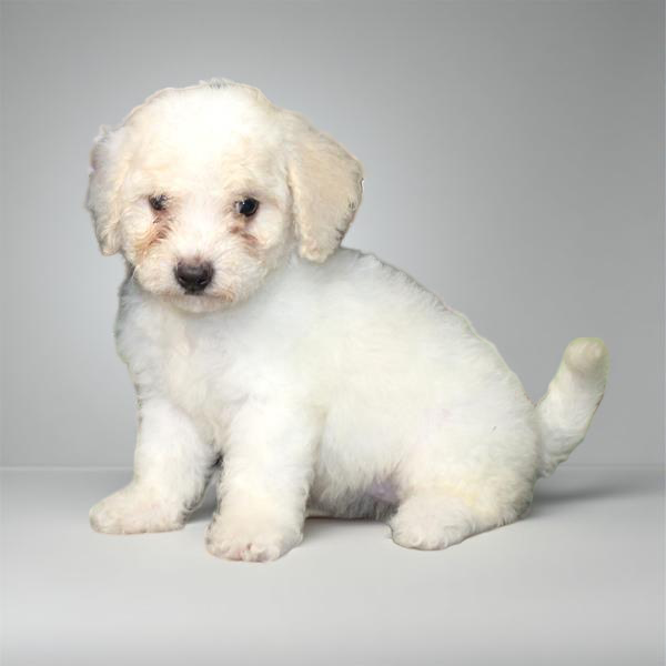 Bichon 2052 Girl