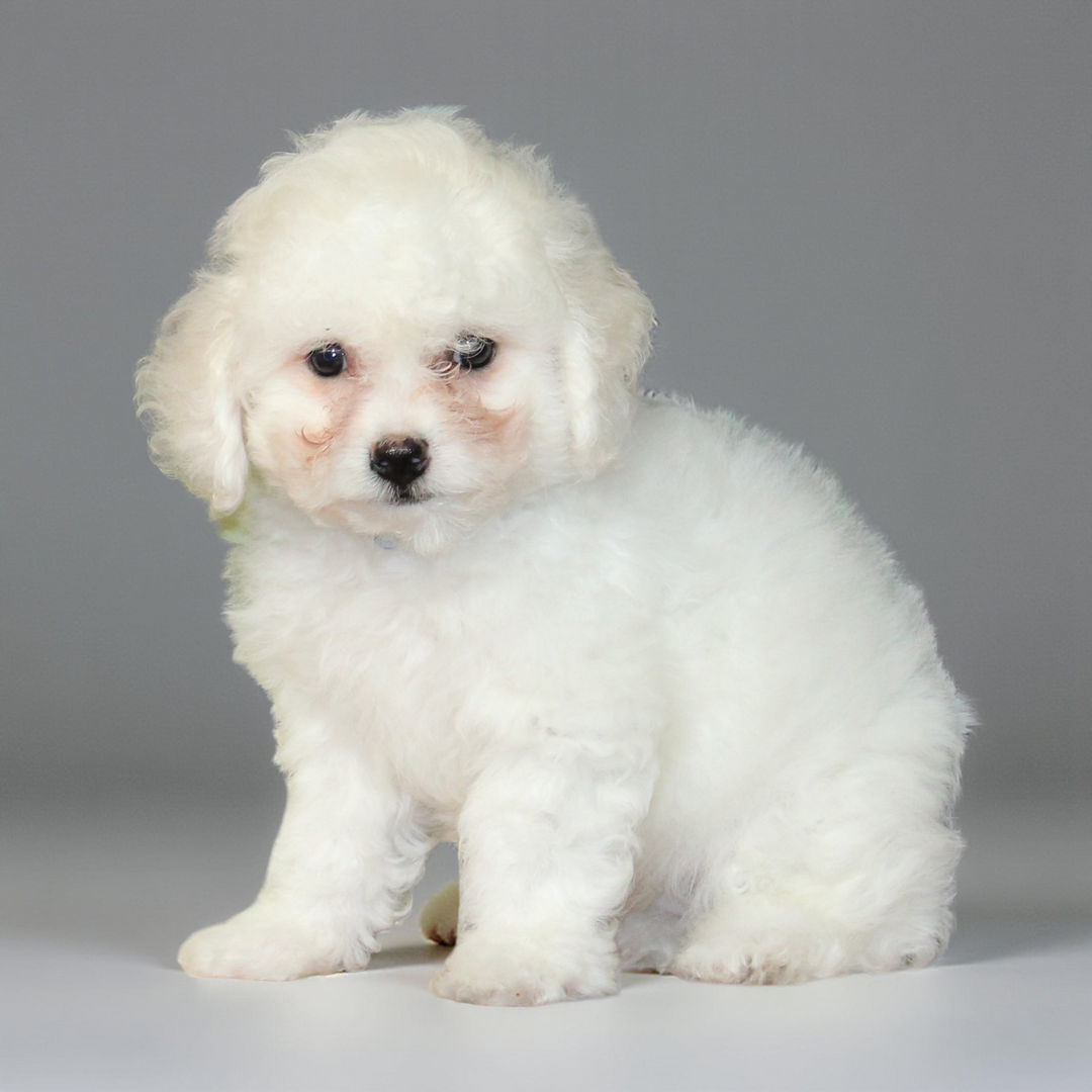 Bichon 5277 Boy