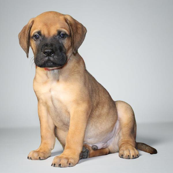 Bullmastiff 2200 Girl