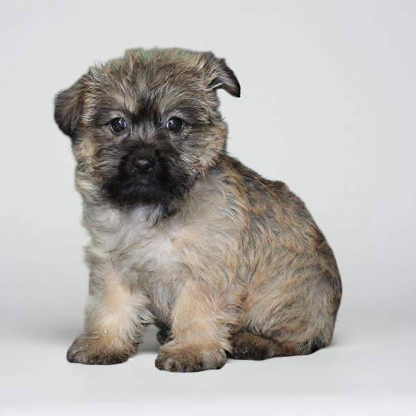 Cairn 2324 Girl