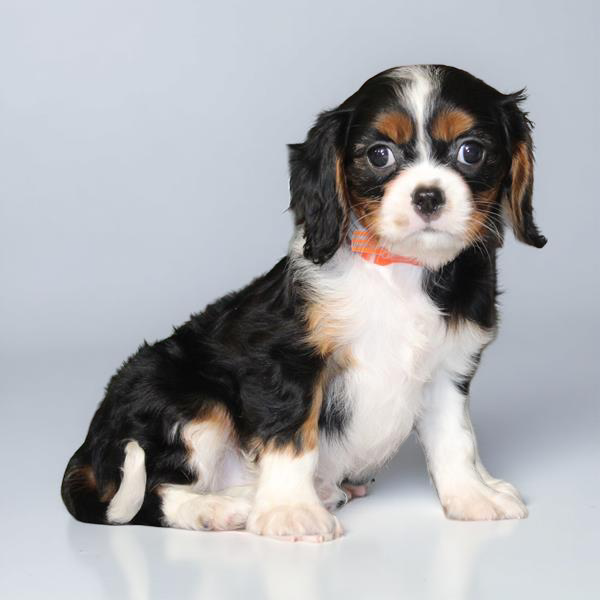 Cavalier King 2127 Girl