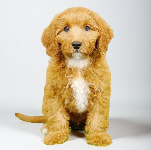 Cavapoo F2 0963 Boy