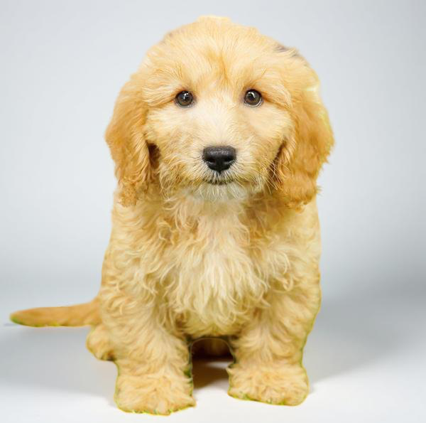 Cavapoo F2 1936 Boy