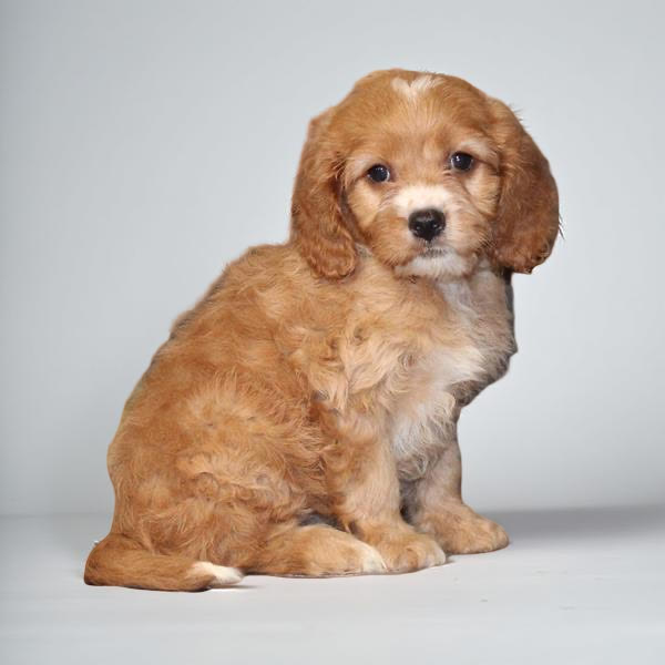 Cavapoo 2494 Girl