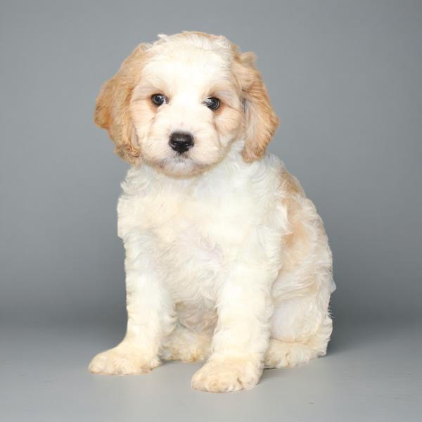 Cavapoo 2495 Boy