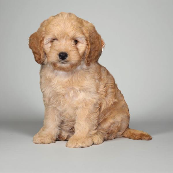 Cavapoo 2496 Boy