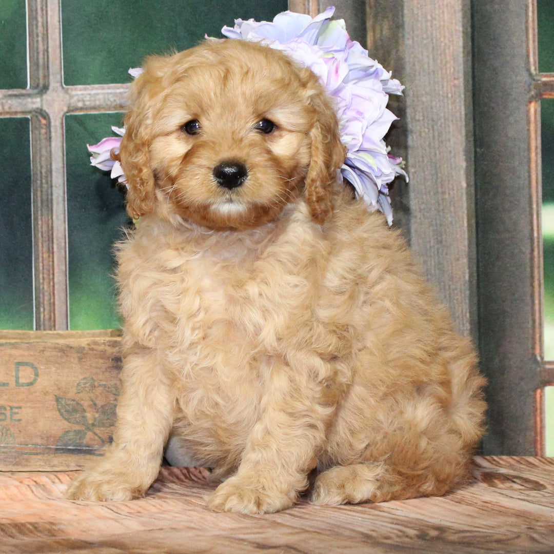 Cavapoo 8986 Boy