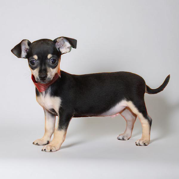 Chihuahua 2723 Girl