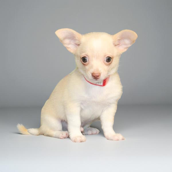 Chihuahua 2178 Boy