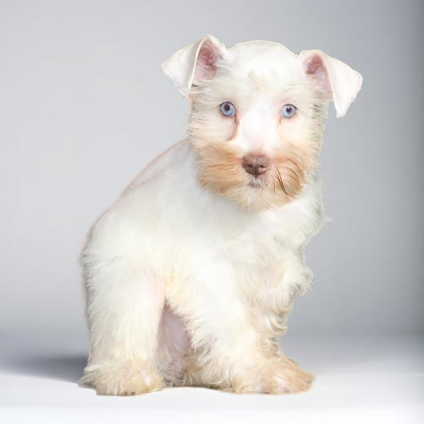 Confetti Schnauzer/Min Schnauzer 4706 Girl