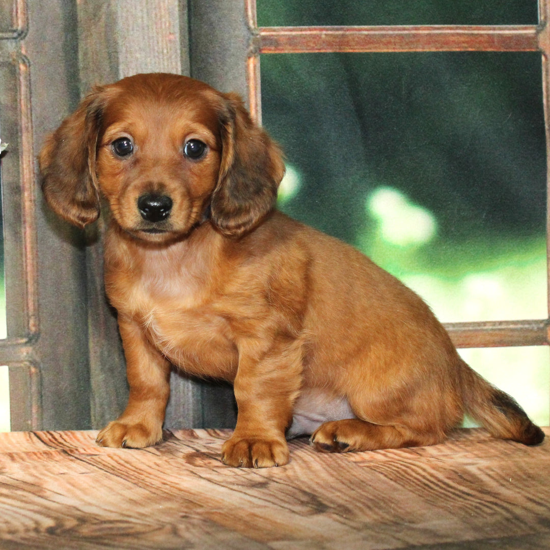 Dachshund 9368 Boy