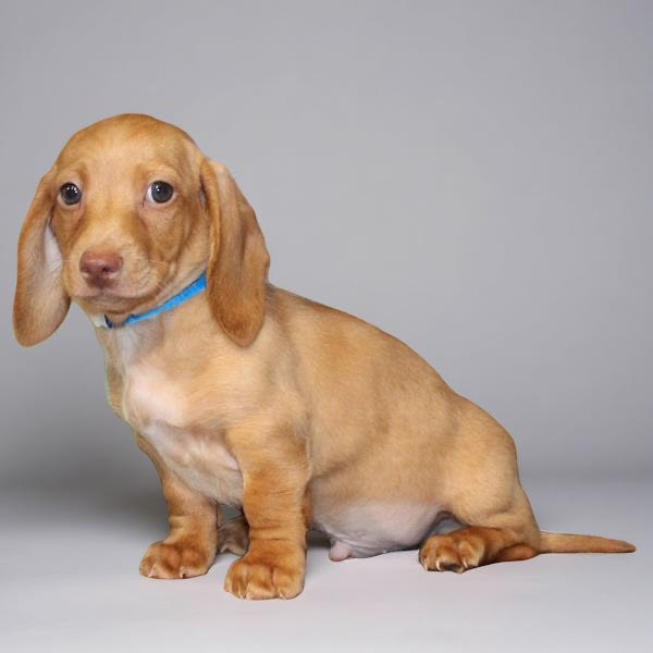Dachshund 2360 Boy