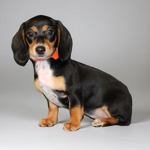 Dachshund 2401 Girl