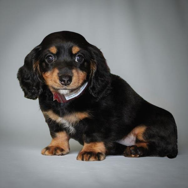 Dachshund 2440 Girl