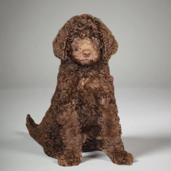 Goldendoodle 2 Gen 2409 Boy