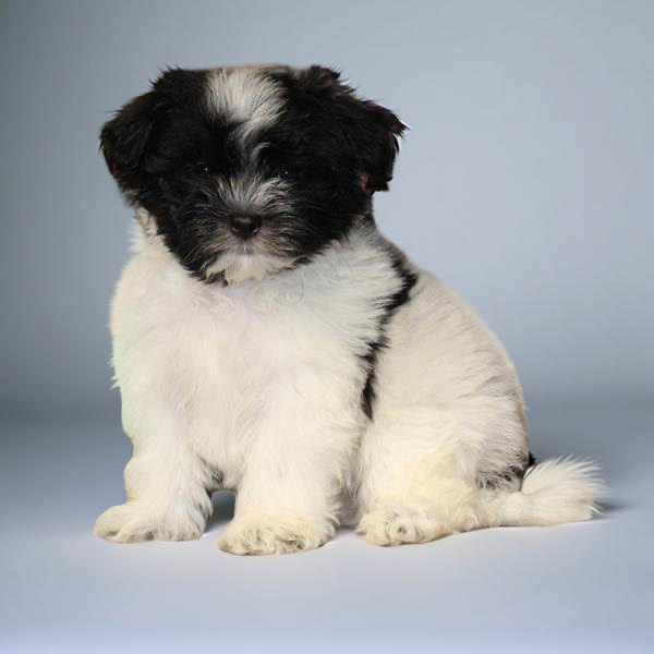 Havanese 2422 Girl