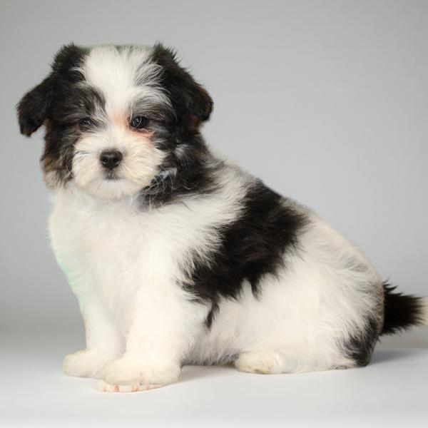 Havanese 2419 Boy