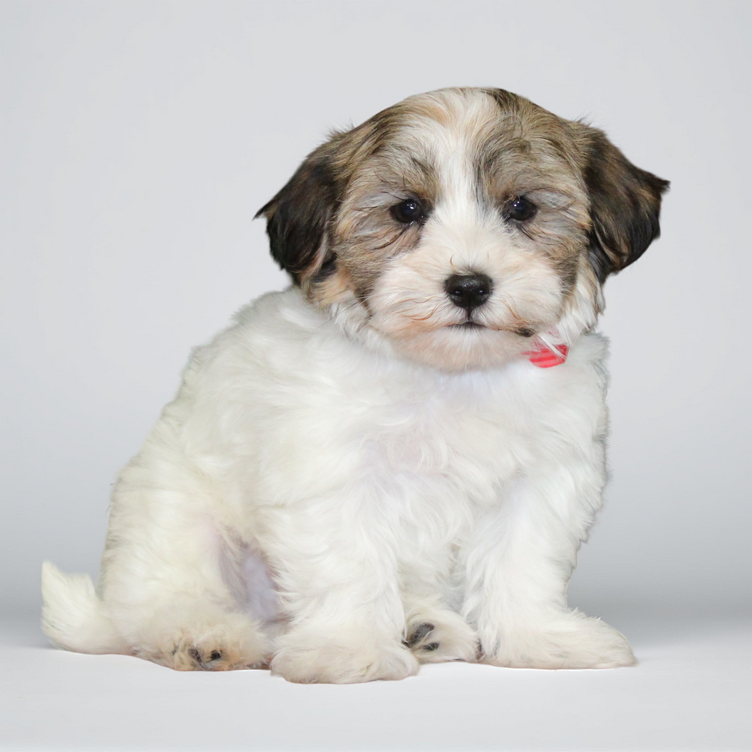 Havanese 5352 Boy