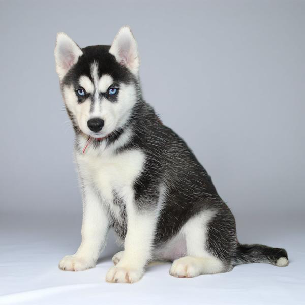 Siberian Husky 2146 Girl