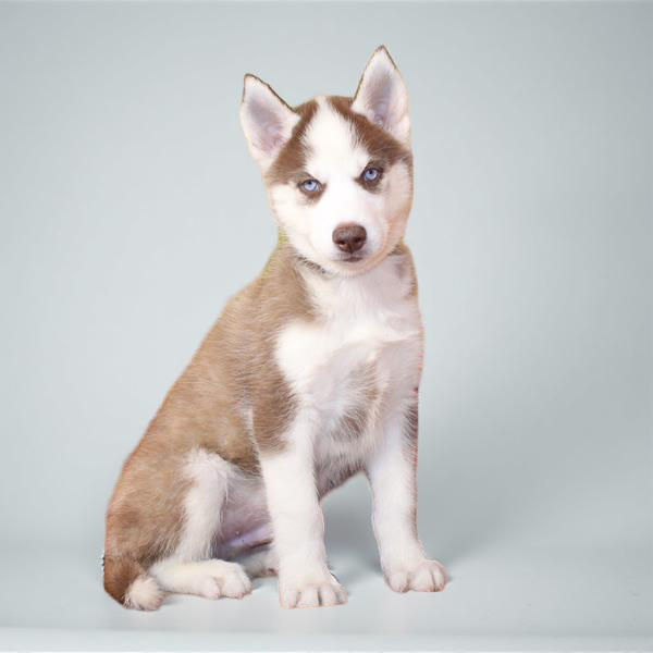 Siberian Husky 2965 Boy