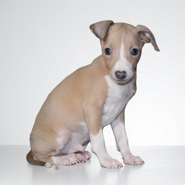 Italian Greyhound 2294 Boy