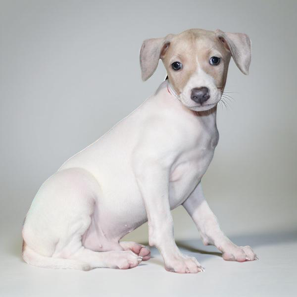 Italian Greyhound 2295 Boy
