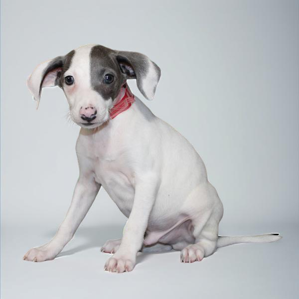 Italian Greyhound 2296 Boy