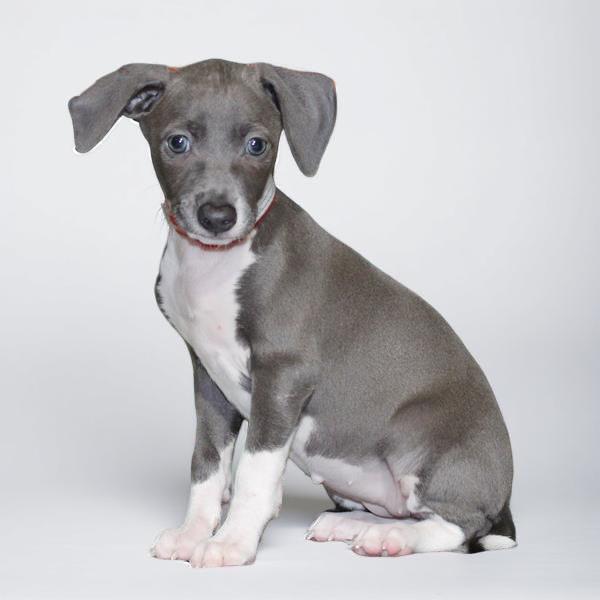 Italian Greyhound 2299 Girl