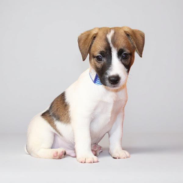 Jack Russell 9539 Boy