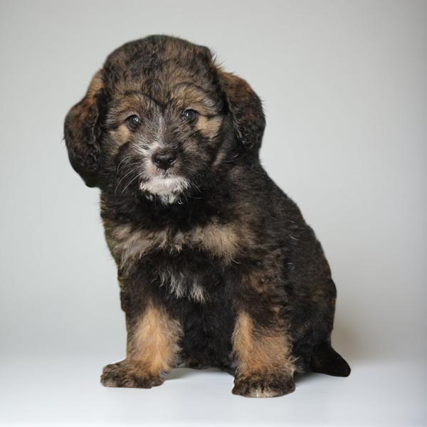 Keeshond/Bernedoodle Mini 2179 Boy