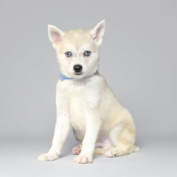 Klee Kai 5255 Boy