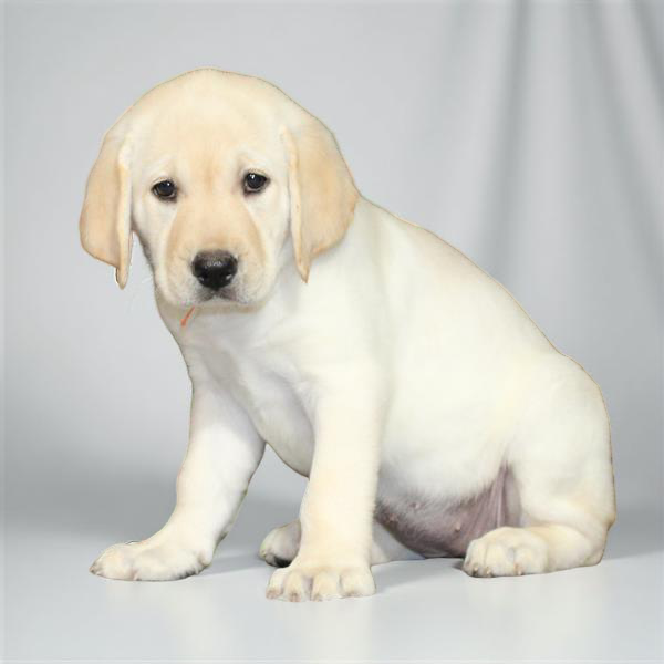 Lab 2261 Girl