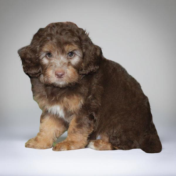 Labradoodle Min 2G 5290 Boy