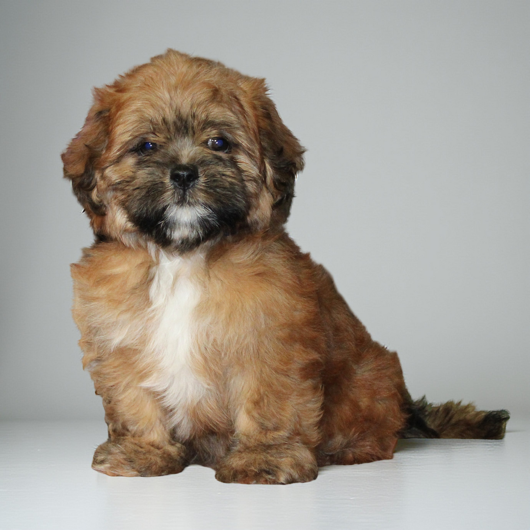 Lhasa 2099 Girl