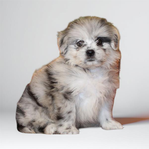 Pom/Lhasa Apso 2837 Boy