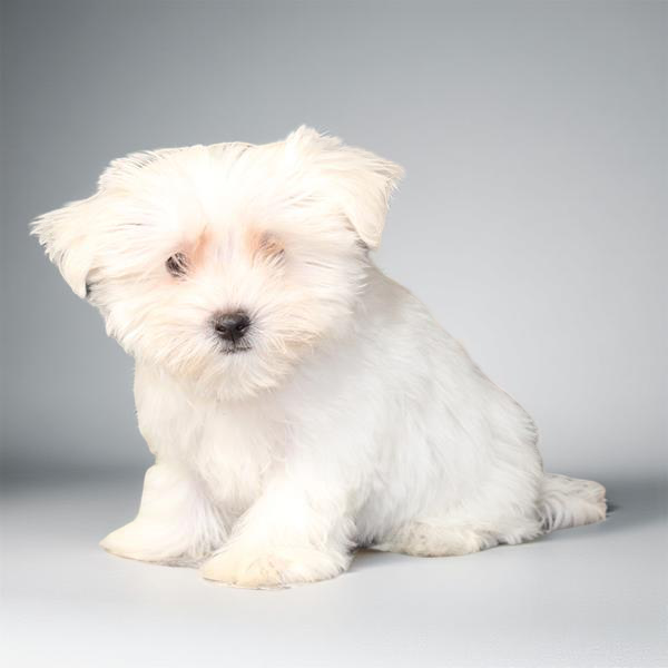 Maltese 2797 Girl
