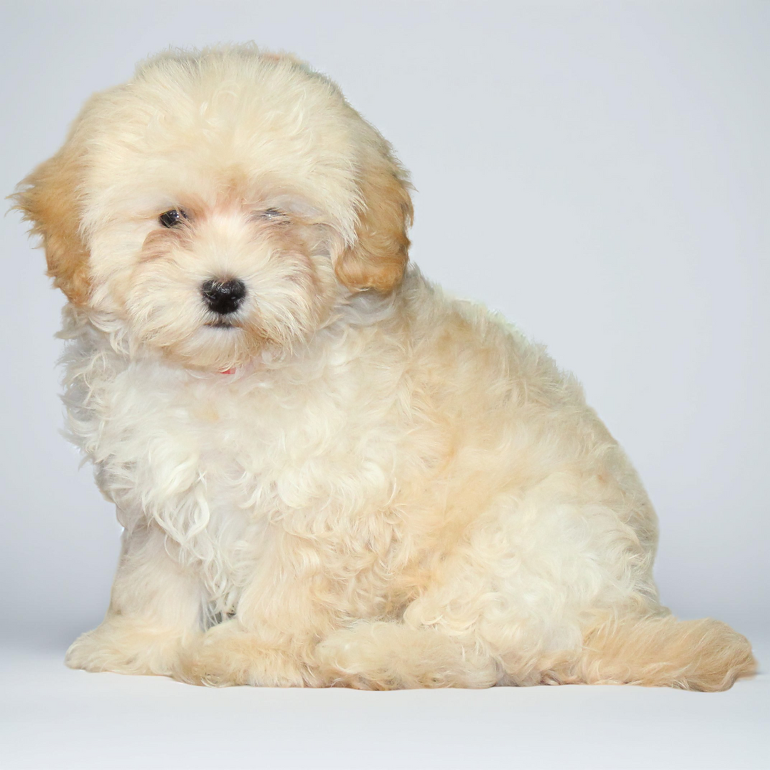 Maltipoo 2090 Girl