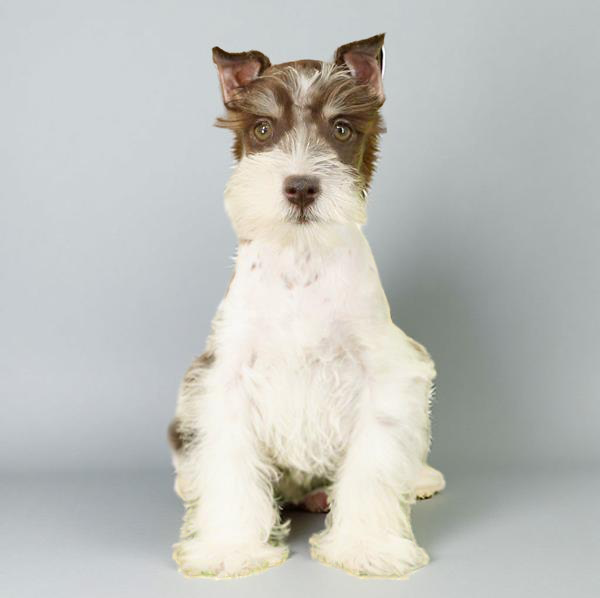 Min Schnauzer 1489 Boy